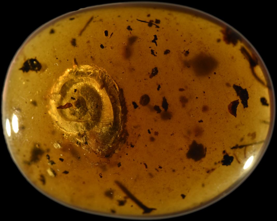 1-burmese-amber-globalview