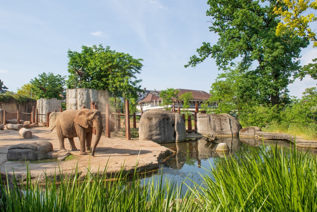 foto-afrikanischer-elefant-loxodonta-africana-2023-06-03-001-sle